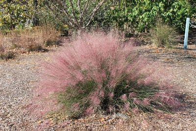 Pink Muhlygrass